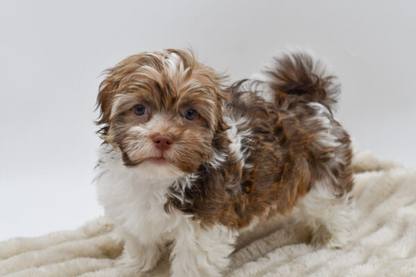 [#252437-03]  - Red M Havanese Puppies for Sale