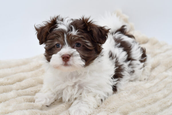 [#252437-04]  - Chocolate F Havanese Puppies for Sale