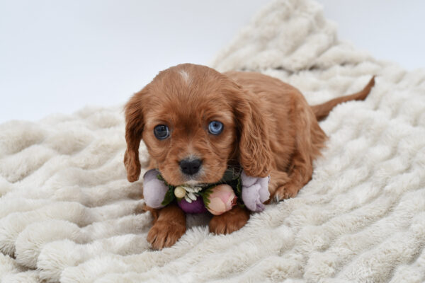 [#252462-05]  - Ruby F Cavalier King Charles Spaniel Puppies for Sale