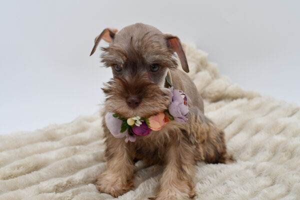 [#252476-05]  - Liver F Miniature Schnauzer Puppies for Sale