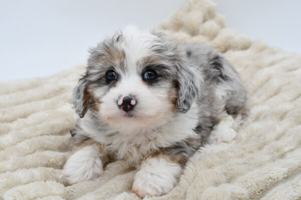 [#252485-02]  - Blue Merle / White M Aussiechon Puppies for Sale