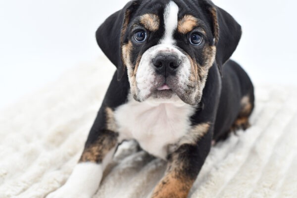 [#252309-05]  - M Bulldog Mini Puppies for Sale