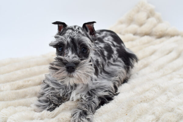 [#252407-02]  - Blue Merle M Miniature Schnauzer Puppies for Sale