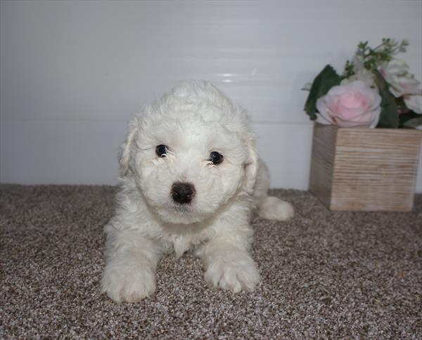 [#253578-02]  - White M Bichon Frise Puppies for Sale