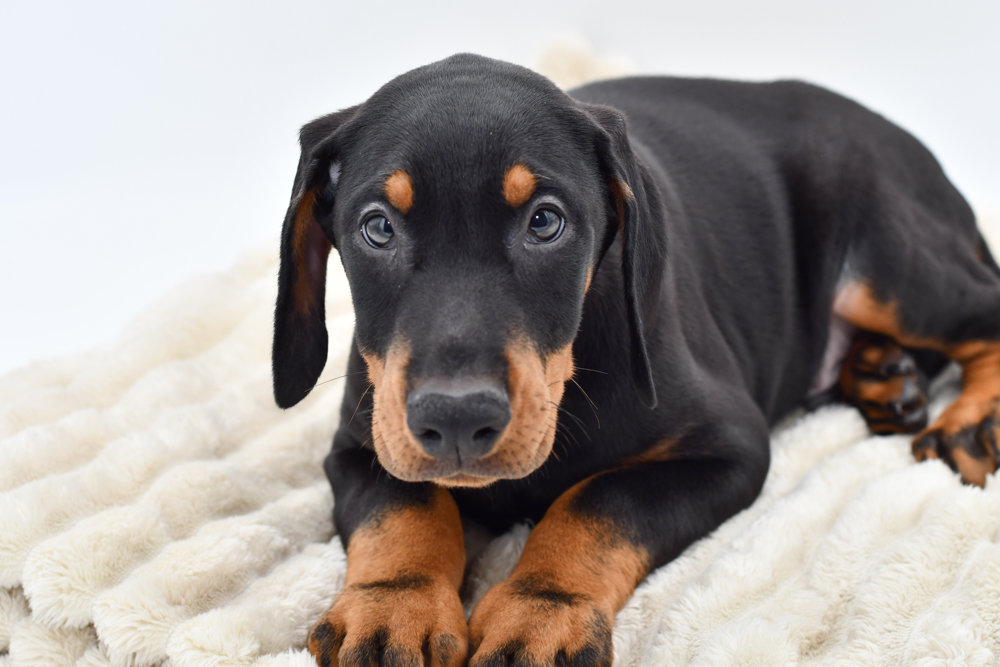 Doberman Pinscher (M) 39655