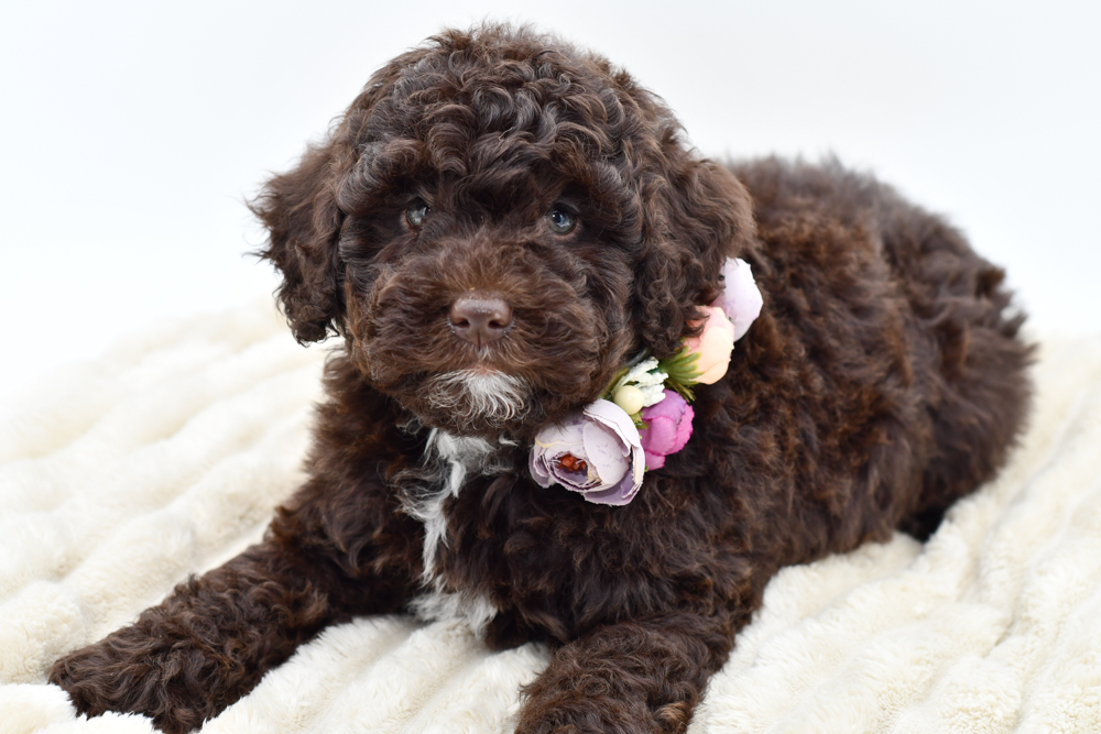 Poodle/Labradoodle (F) 39656