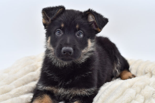 [#25410-01]  - Black M German Shepherd Dog Puppies for Sale