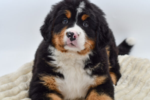 [#25415-01]  - Tri-Colored M Bernese Mountain Dog Puppies for Sale