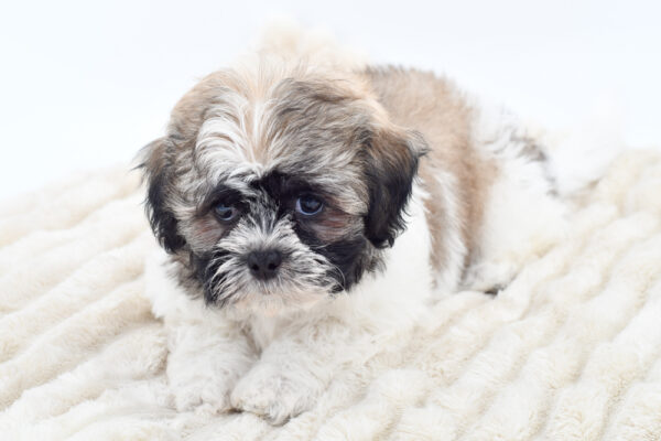 [#252446-03]  - Brown / White M Teddy Bear Puppies for Sale