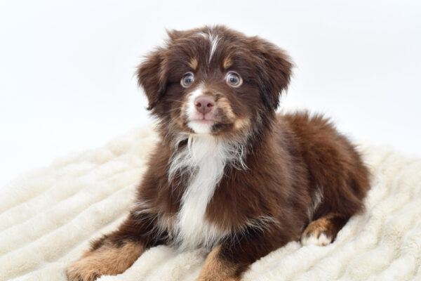 [#252478-01]  - Tri-Colored M Toy Australian Shepherd Puppies for Sale