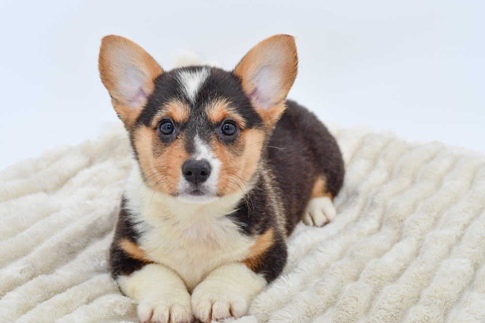 Pembroke Welsh Corgi (M) 39661