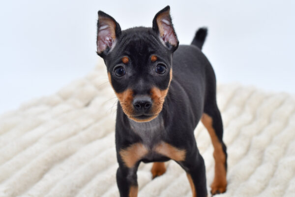 [#252595-03]  - Black / Tan F Miniature Pinscher Puppies for Sale