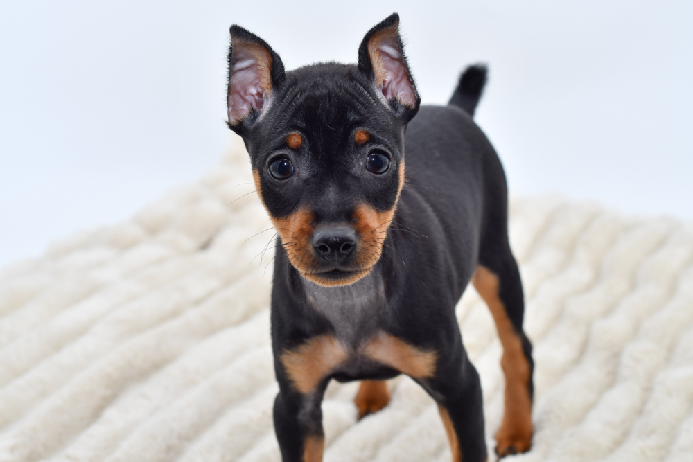 Miniature Pinscher (F) 39662