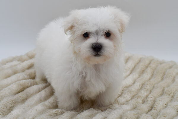 [#252596-01]  - White M Maltese Puppies for Sale