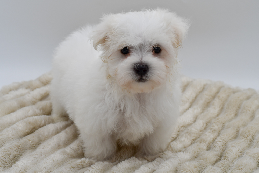 Maltese (M) 39663