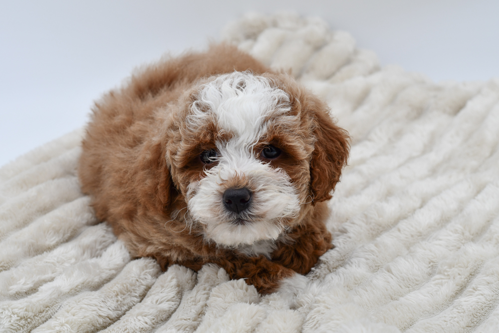 Cavapoo (M) 39664