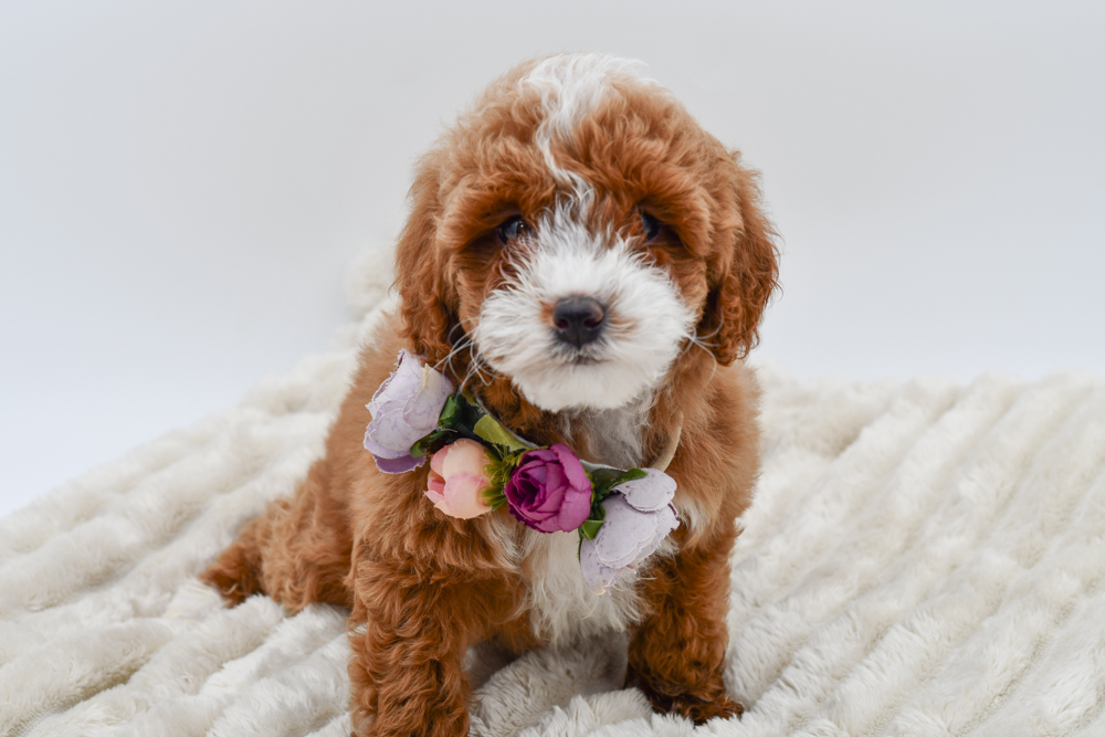 Cavapoo (F) 39665