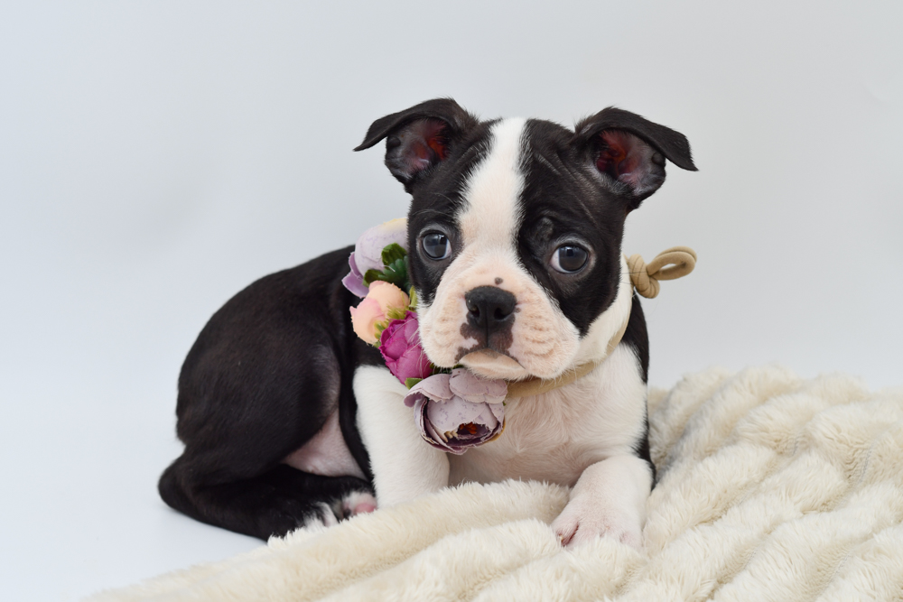 Boston Terrier (F) 39667