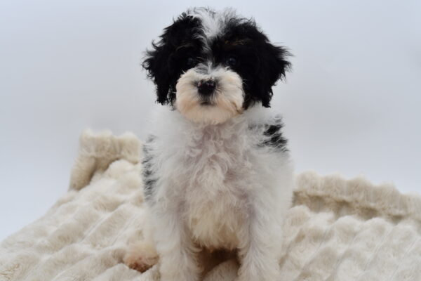 [#2585-02]  - Black / White M Poodle Mini Puppies for Sale