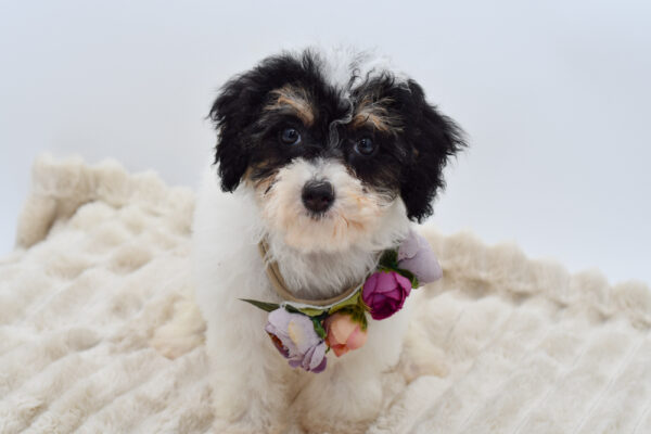 [#2585-05]  - White F Poodle Mini Puppies for Sale