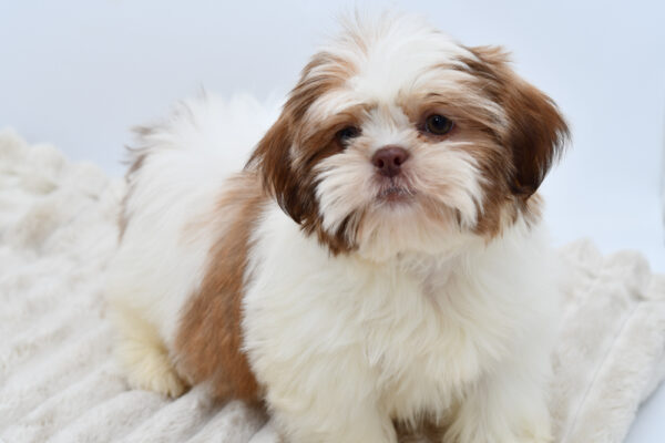 [#2586-02]  - Red / White M Shih Tzu Puppies for Sale