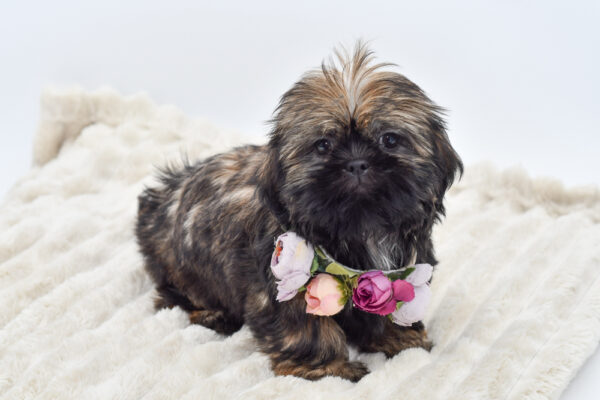 [#2586-07]  - Red / White F Shih Tzu Puppies for Sale