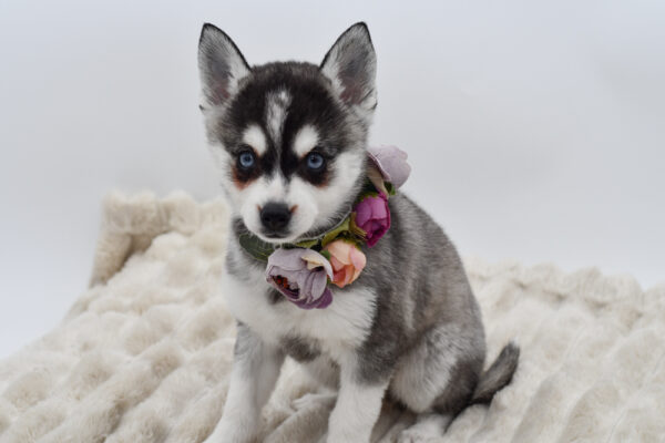 [#253147-02]  - Blue / White F Alaskan Klee Kai Puppies for Sale