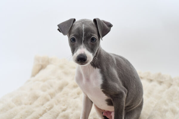 [#253164-02]  - Blue / White M Italian Greyhound Puppies for Sale