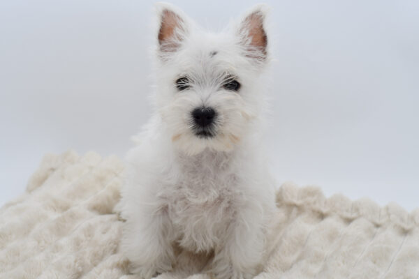 [#253193-01]  - White M West Highland White Terrier Puppies for Sale