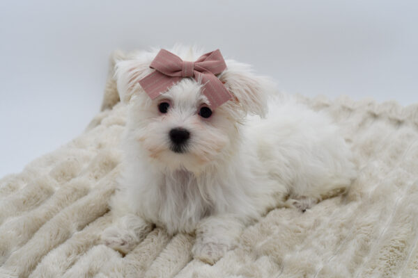 [#253301-02]  - White F Maltese Puppies for Sale