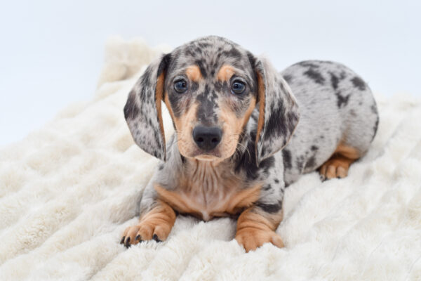 [#252495-03]  - Silver Dapple M Dachshund Puppies for Sale