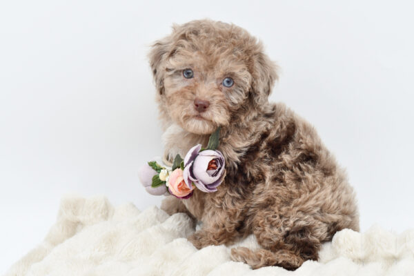 [#252521-04]  - Chocolate Merle F Poodle Toy Puppies for Sale
