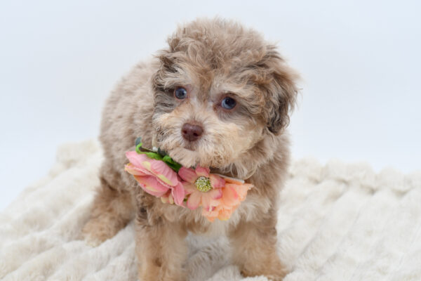 [#252521-05]  - Chocolate Merle F Poodle Toy Puppies for Sale