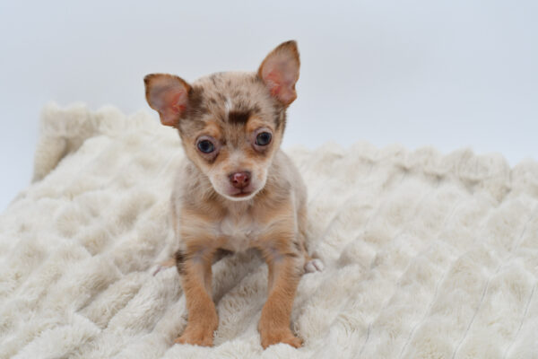 [#252644-01]  - Chocolate Merle M Chihuahua Puppies for Sale