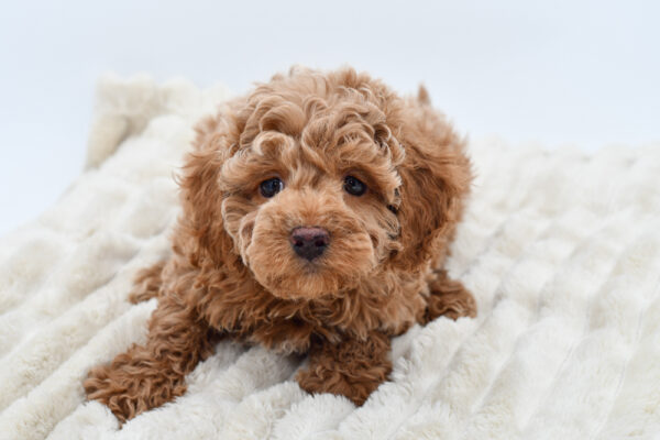 [#252648-04]  - Red M Cockadoodle F1 Puppies for Sale