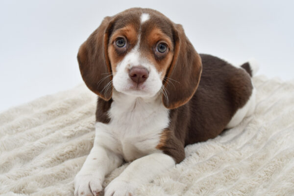 [#25418-02]  - Chocolate / White M Beagle Puppies for Sale