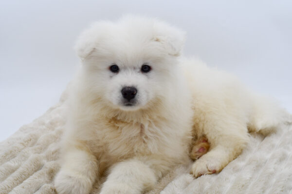 [#25419-02]  - White M Samoyed Puppies for Sale