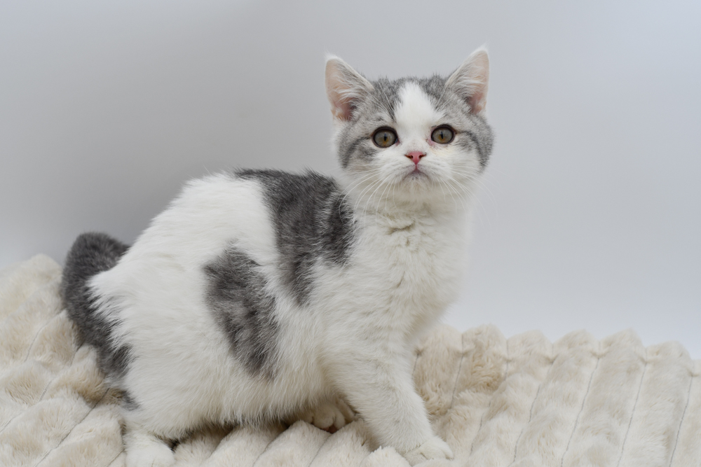 British Shorthair (M) 39691