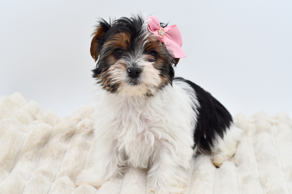 Yorkshire Terrier (F) 39695