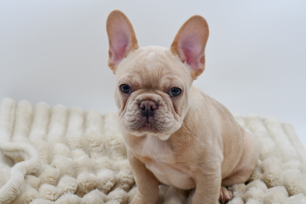 French Bulldog (M) 39697