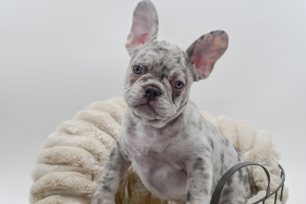 French Bulldog (F) 39698