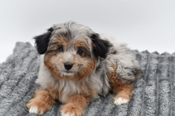 [#253348-05]  - Blue Merle F Aussiedoodle Mini Puppies for Sale
