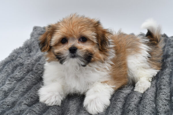 [#253367-02]  - Dark Brown M Shiranian Puppies for Sale