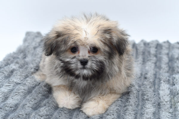 [#253367-07]  - Wolf Sable F Shiranian Puppies for Sale