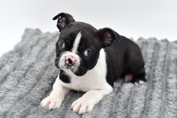 [#253489-01]  - Black / White M Boston Terrier Puppies for Sale