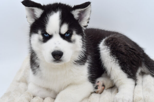 [#253539-03]  - Black / White M Siberian Husky Puppies for Sale