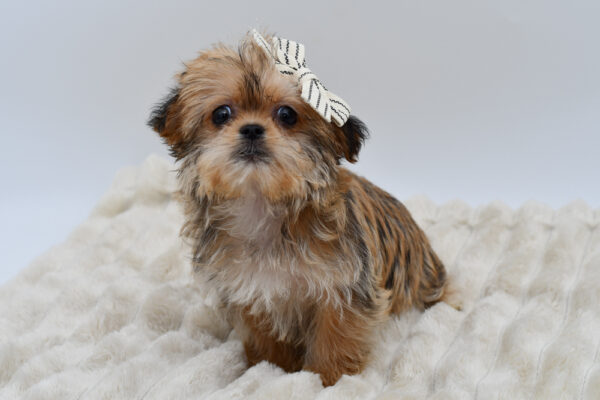 [#251069-04]  - Brown F Shorkie Puppies for Sale