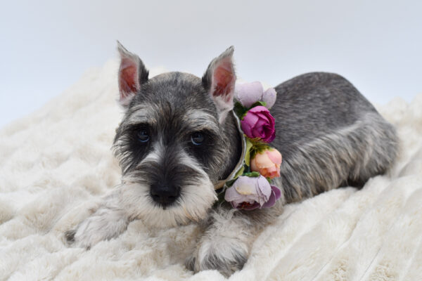 [#251098-07]  - Salt / Pepper F Miniature Schnauzer Puppies for Sale