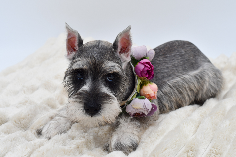 Miniature Schnauzer (F) 39706