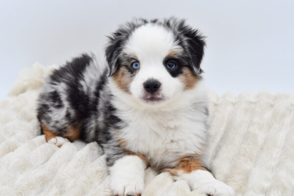 [#253056-01]  - Blue Merle / White M Miniature American Shepherd Puppies for Sale